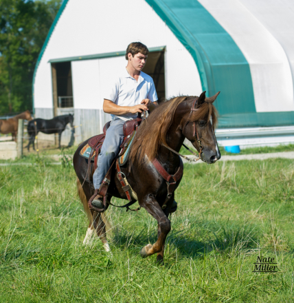 HorseID: 2282897 Shenango Larks Classy Boy - PhotoID: 1058363