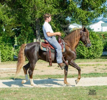 HorseID: 2282897 Shenango Larks Classy Boy - PhotoID: 1058364