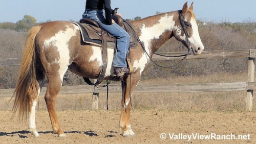 HorseID: 2282903 Lucky Shes Mine - PhotoID: 1058368