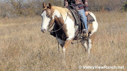 HorseID: 2282903 Lucky Shes Mine - PhotoID: 1058370