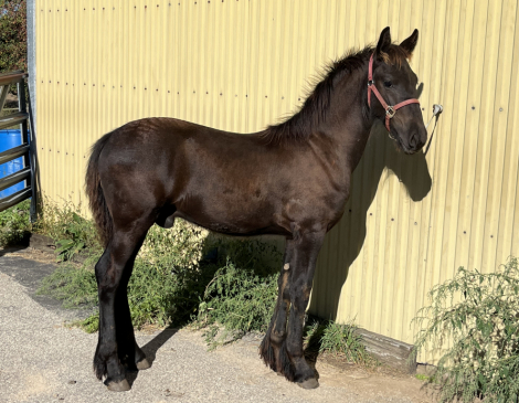 HorseID: 2282925 FHANA Registered Friesian Colt - PhotoID: 1058410