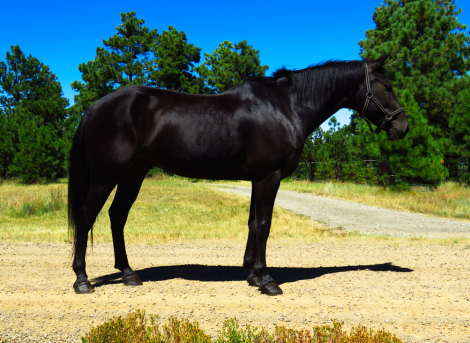 HorseID: 2282930 Zorro - PhotoID: 1058416