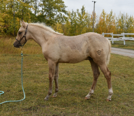 HorseID: 2282931 Glamour De Vie - PhotoID: 1058417