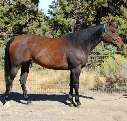 HorseID: 2282938 Firecracker Ms Frost - PhotoID: 1058430