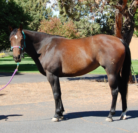 HorseID: 2282938 Firecracker Ms Frost - PhotoID: 1058431