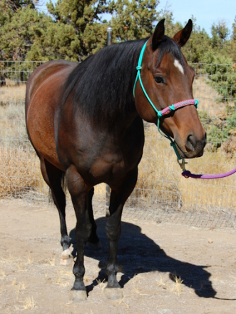 HorseID: 2282938 Firecracker Ms Frost - PhotoID: 1058432