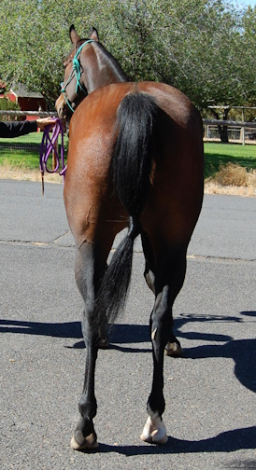 HorseID: 2282938 Firecracker Ms Frost - PhotoID: 1058433