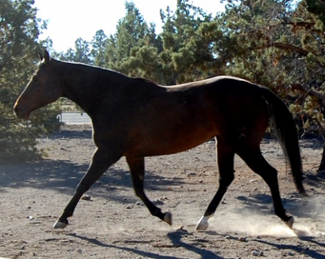 HorseID: 2282938 Firecracker Ms Frost - PhotoID: 1058434