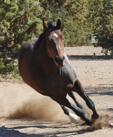 HorseID: 2282938 Firecracker Ms Frost - PhotoID: 1058435