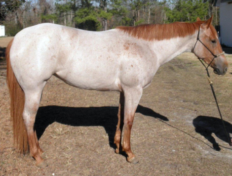 HorseID: 2282951 Twister on the Range - PhotoID: 1058442