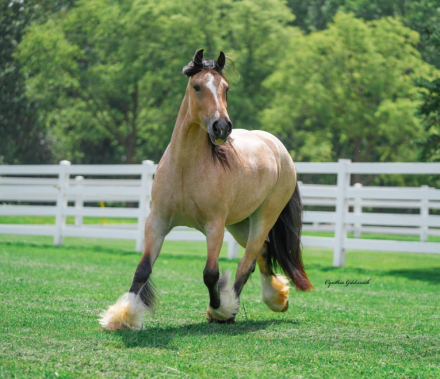 HorseID: 2282953 Cerro Vista Whiskey Cream Cannoli - PhotoID: 1058451