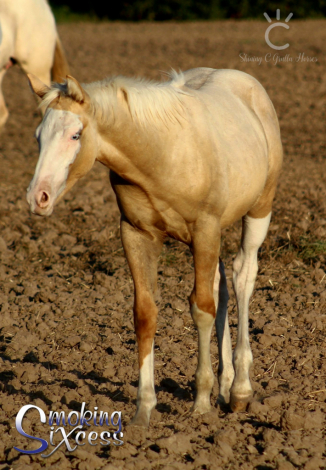 HorseID: 2282954 SMOKING SIXCESS X SHINING C TIA - PhotoID: 1058452