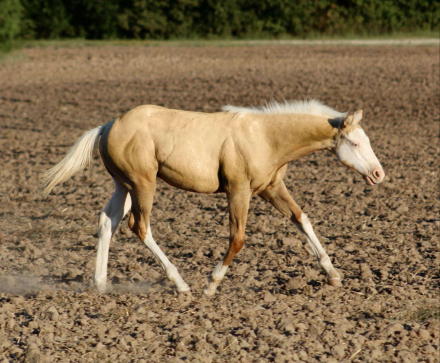 HorseID: 2282954 SMOKING SIXCESS X SHINING C TIA - PhotoID: 1058453