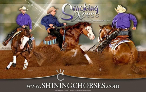 HorseID: 2282954 SMOKING SIXCESS X SHINING C TIA - PhotoID: 1058454