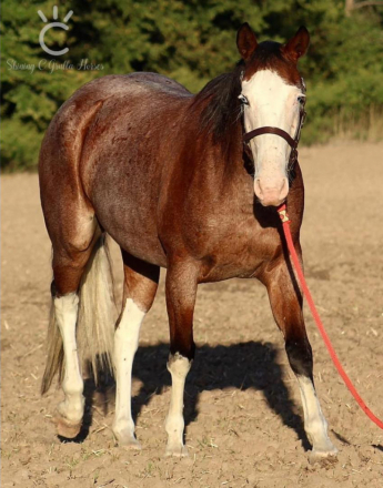 HorseID: 2282978 ROWDY LITTLE PEARLS - PhotoID: 1058469