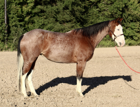 HorseID: 2282978 ROWDY LITTLE PEARLS - PhotoID: 1058471