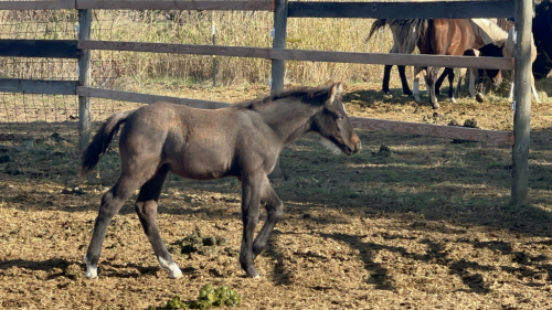 HorseID: 2282992 Blue Moon Boy - PhotoID: 1060820