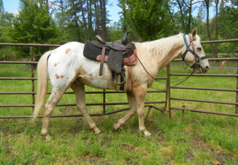 HorseID: 2282995 Wincherster Justice  (Pending) - PhotoID: 1058508