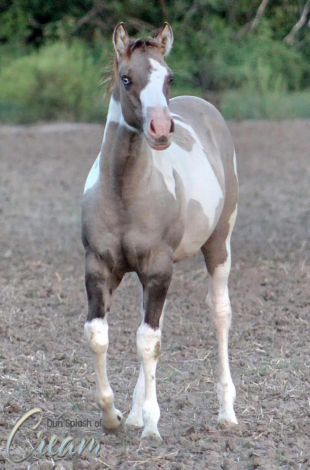 HorseID: 2283007 DUN SPLASH OF CREAM X B LINE CASH FOR CHEX - PhotoID: 1058518