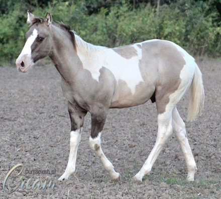 HorseID: 2283007 DUN SPLASH OF CREAM X B LINE CASH FOR CHEX - PhotoID: 1058519