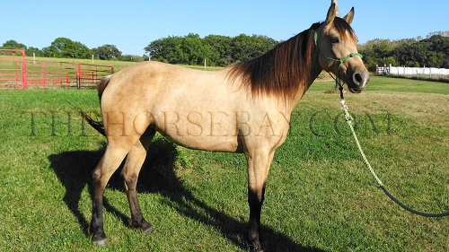 HorseID: 2283016 Bucks Lady Gen - PhotoID: 1058527