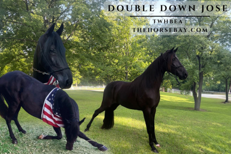 HorseID: 2283017 Double Down Jose - PhotoID: 1058530