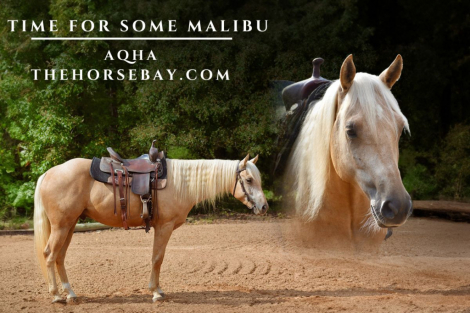 HorseID: 2283018 Time for Some Malibu - PhotoID: 1058534