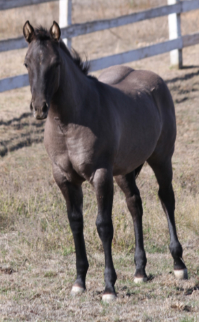 HorseID: 2283023 unnamed '24 grulla filly - PhotoID: 1058548