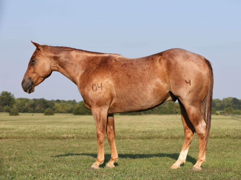 HorseID: 2283032 FOUR W CHEX - PhotoID: 1058489