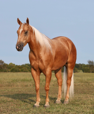 HorseID: 2283036 MATALLIC GOLDEN CAT - PhotoID: 1058481