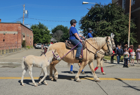 HorseID: 2283038 Corson's Miss Hazel - PhotoID: 1058568