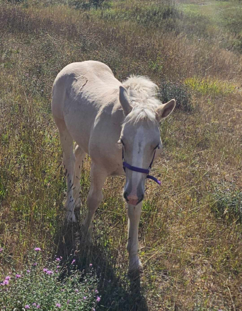 HorseID: 2283038 Corson's Miss Hazel - PhotoID: 1058570