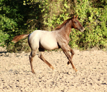 HorseID: 2283039 KROS BLUE BAILEY X ZIPPOS BLUE PATTY - PhotoID: 1058572