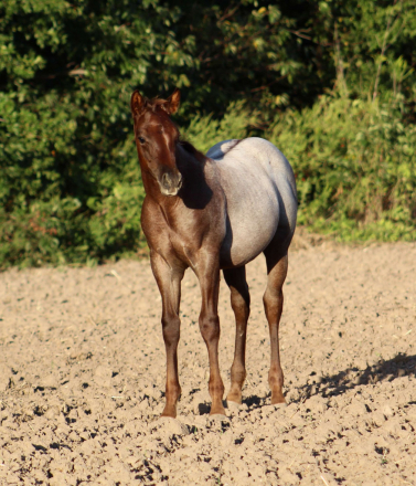 HorseID: 2283039 KROS BLUE BAILEY X ZIPPOS BLUE PATTY - PhotoID: 1058573