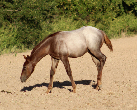 HorseID: 2283039 KROS BLUE BAILEY X ZIPPOS BLUE PATTY - PhotoID: 1058574