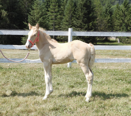 HorseID: 2283041 Corson's Creams Ellie May - PhotoID: 1058577