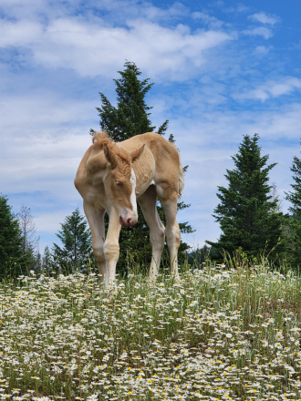 HorseID: 2283041 Corson's Creams Ellie May - PhotoID: 1058578