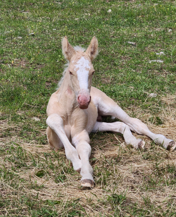 HorseID: 2283044 Corson's Golden Zeus - PhotoID: 1058585