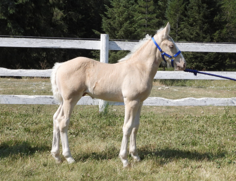 HorseID: 2283044 Corson's Golden Zeus - PhotoID: 1058586