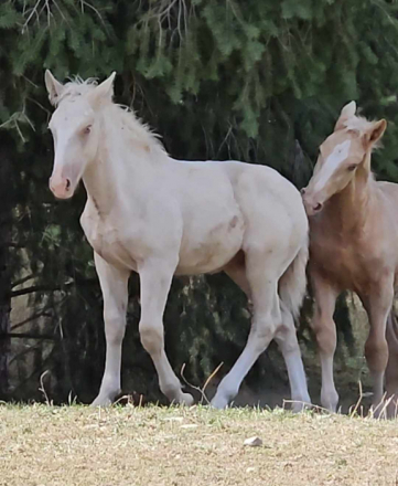 HorseID: 2283044 Corson's Golden Zeus - PhotoID: 1058587