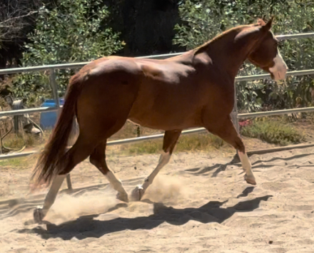 HorseID: 2283069 Joes Lil Star - PhotoID: 1059143