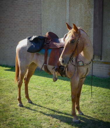 HorseID: 2283075 TRAIL DELUXE QH MARE - PhotoID: 1058650