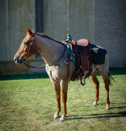 HorseID: 2283075 TRAIL DELUXE QH MARE - PhotoID: 1058652