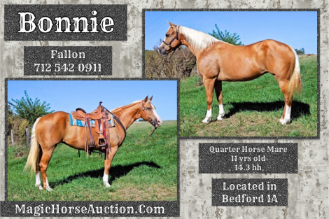 HorseID: 2283081 Bonnie - PhotoID: 1058666