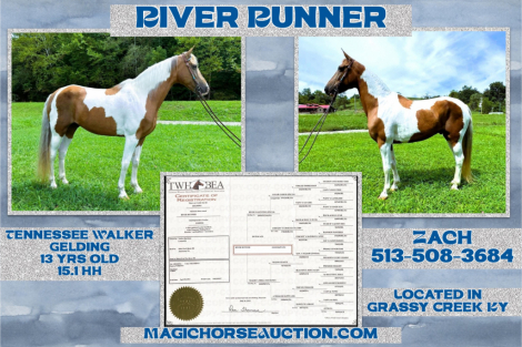 HorseID: 2283099 River Runner - PhotoID: 1058685