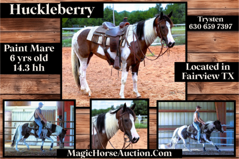 HorseID: 2283102 Huckleberry - PhotoID: 1058687