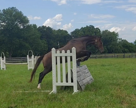 HorseID: 2283105 Thoroughbred Farm with Sale Horses - PhotoID: 1058956