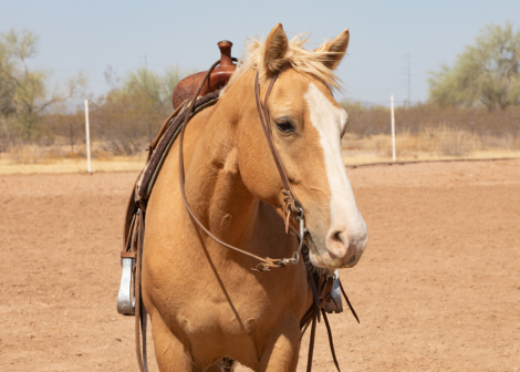 HorseID: 2283108 RENO - PhotoID: 1058699