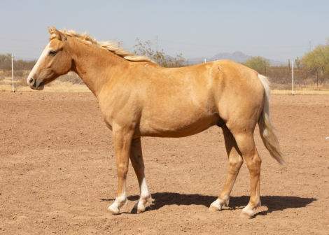 HorseID: 2283108 RENO - PhotoID: 1058700