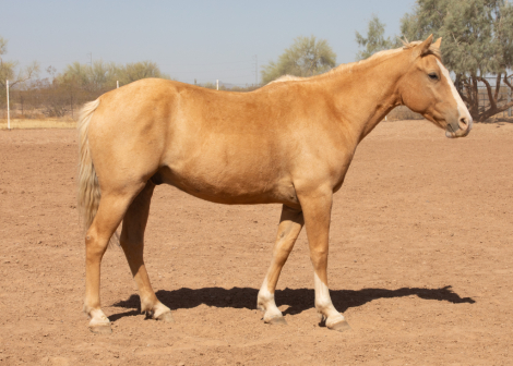 HorseID: 2283108 RENO - PhotoID: 1058701